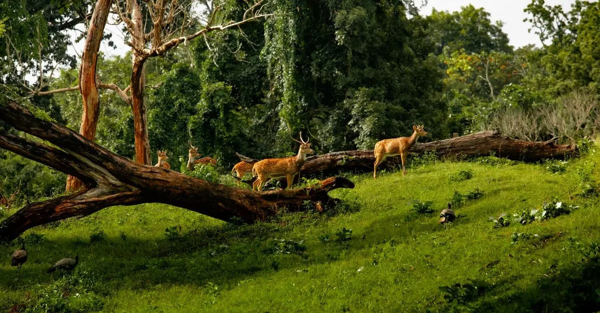 The Best Places for Wildlife Watching